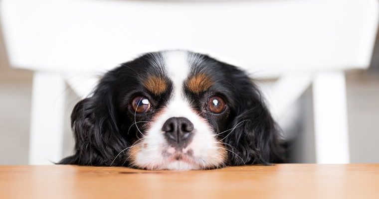 6 Foods That Are Poisonous To Dogs
