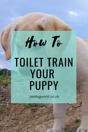 How To Toilet Train Your Puppy