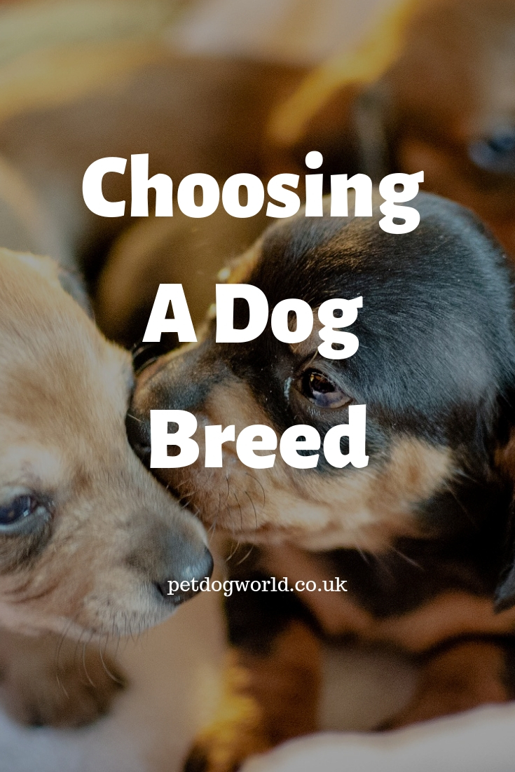 Choosing A Dog Breed