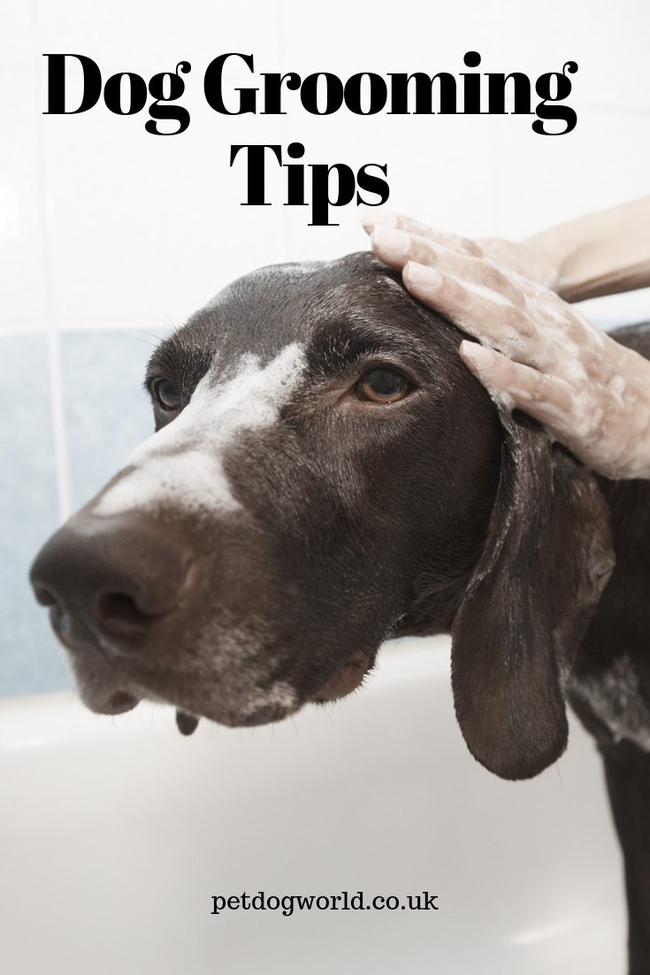 Dog Grooming Tips
