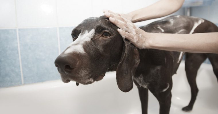 Dog Grooming Tips