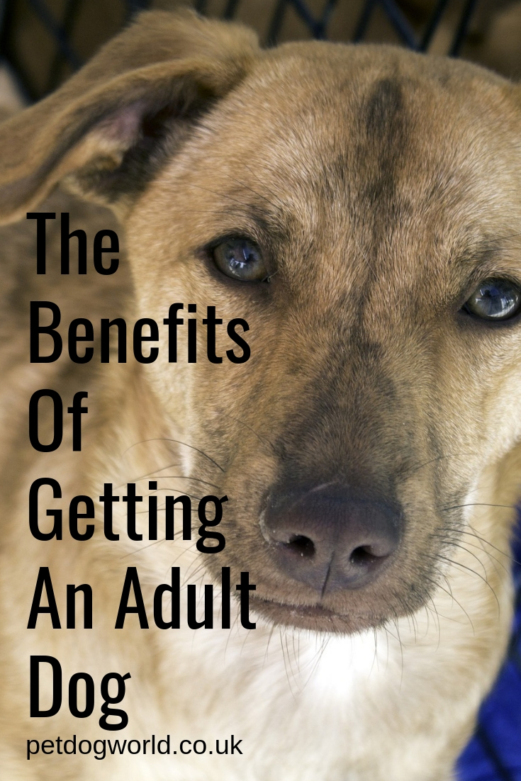 The Benefits Of Getting An Adult Dog
