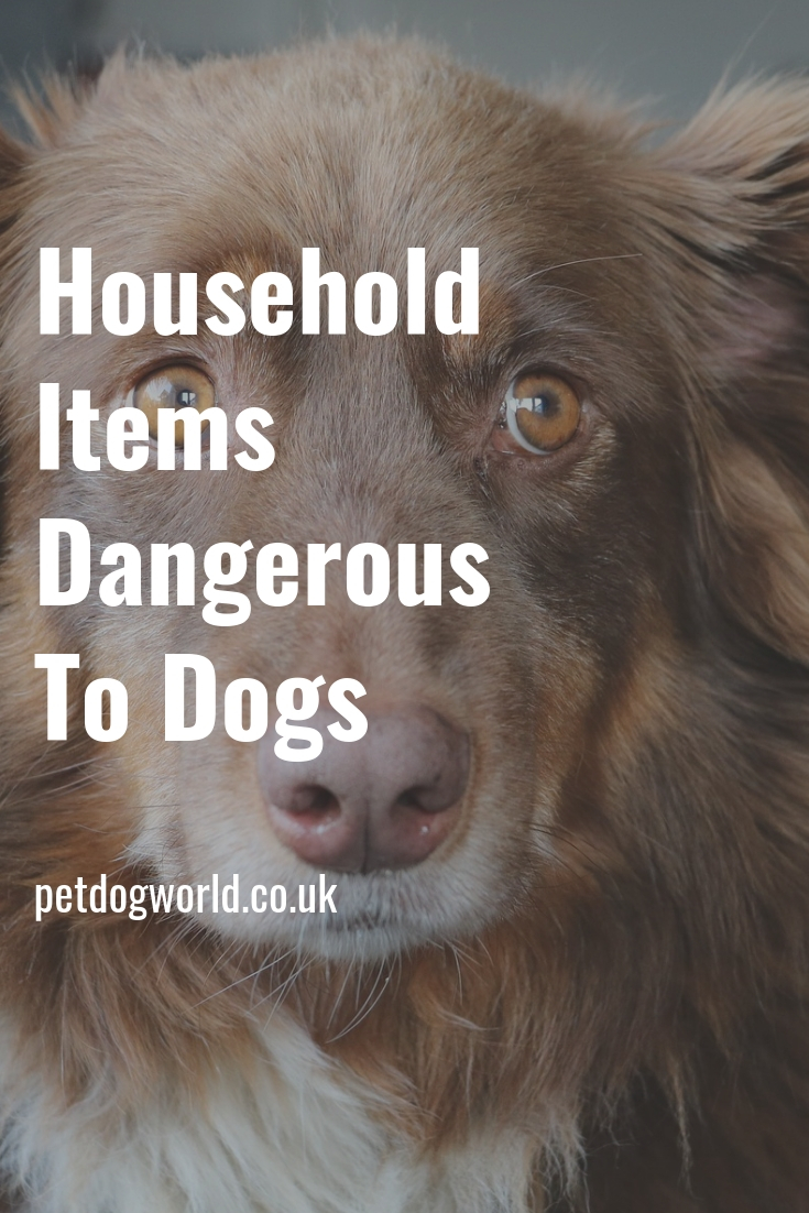 Household Items Dangerous To Dogs