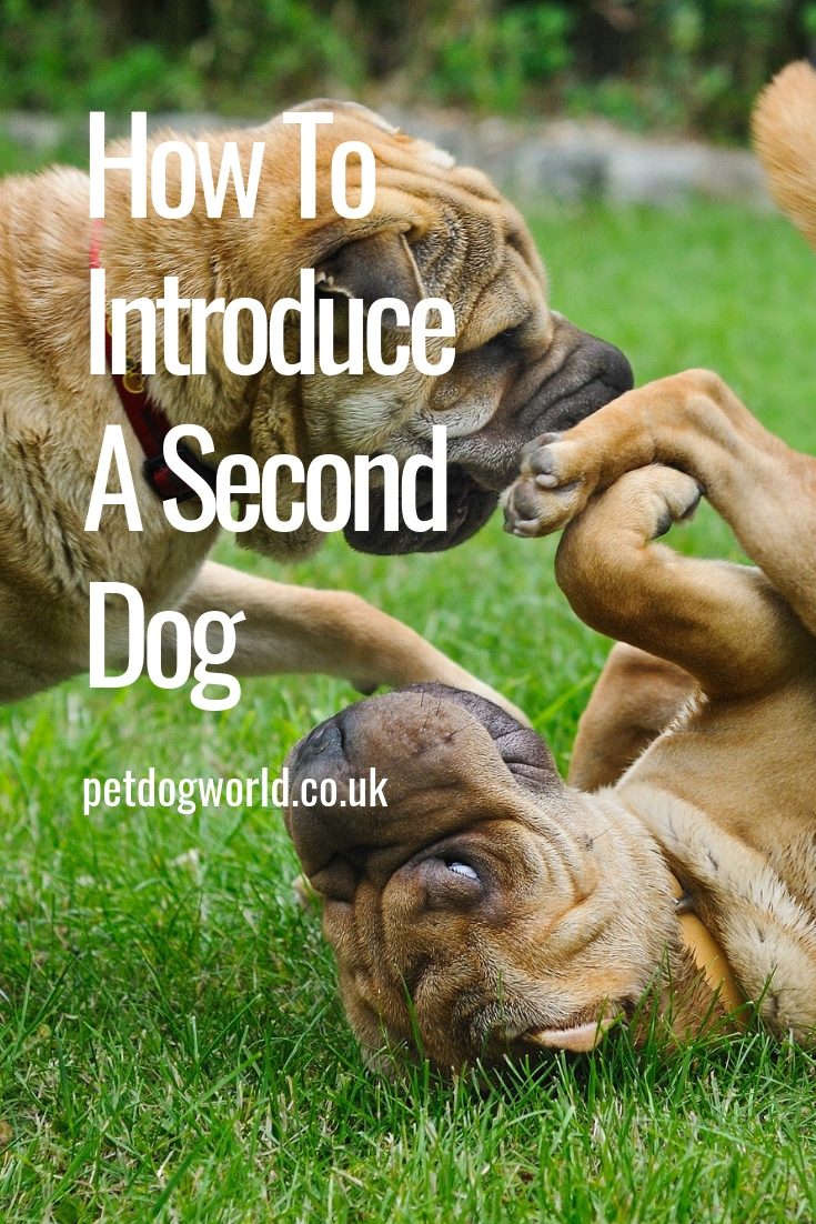 How To Introduce A Second Dog