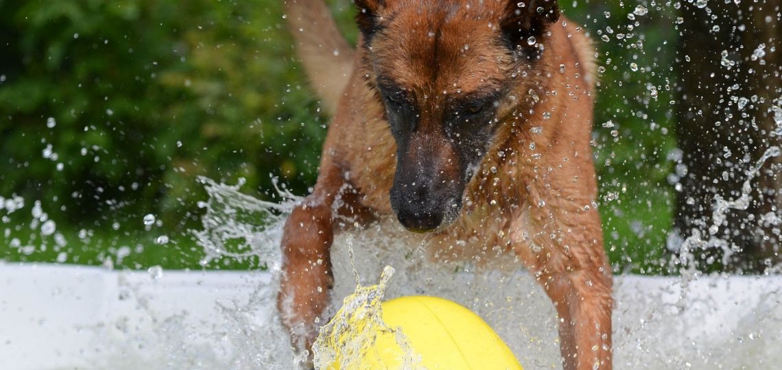 4 Best Dog Pools For Summer
