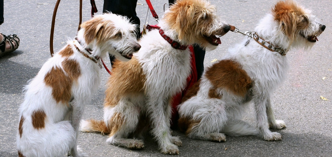 What You Need To Start A Dog Walking Business