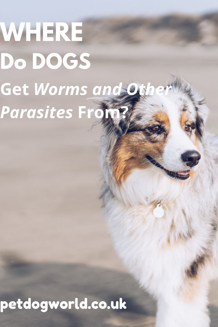 Where Do Dogs Get Worms and Other Parasites From?