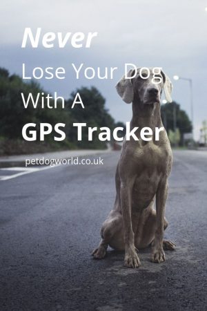 Never Lose Your Dog With A GPS Tracker