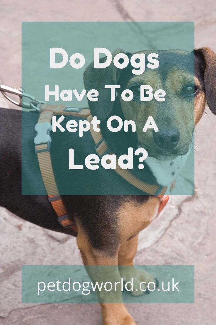 Do dogs have to be kept on a lead?