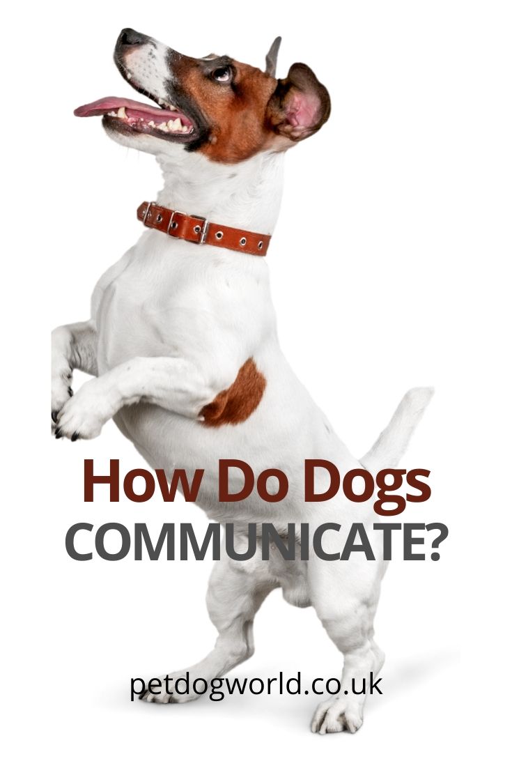 How do dogs communicate?