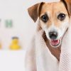 How To Keep Your Dog Clean when He Hates A Bath