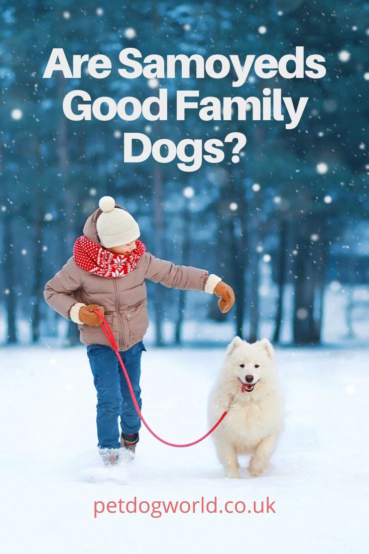 Are Samoyeds Good Family Dogs?