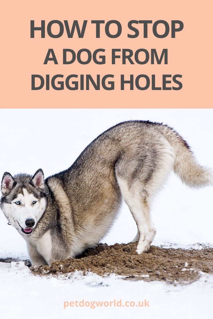 How to stop your dog from digging holes in the garden and reasons why they do it.