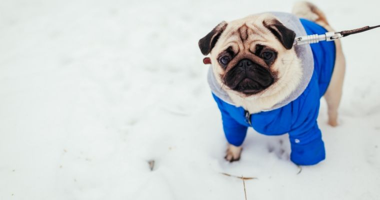 Do dogs really need coats?