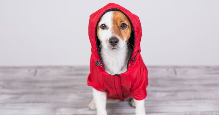 Dog wearing coat with hood