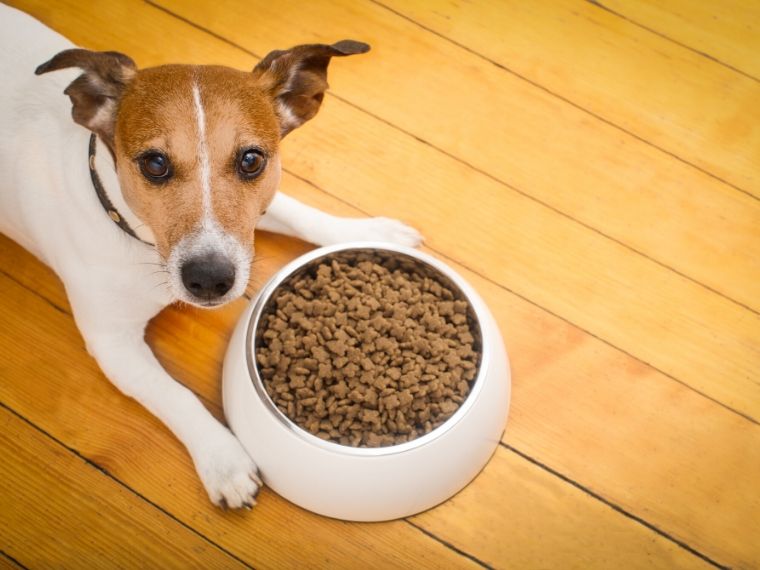 Jack Russell sat with dog bowl full of food