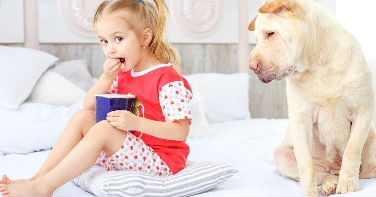 What Human Foods Can Dogs Eat?