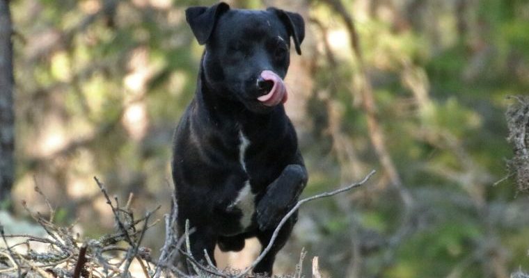Introducing The Patterdale Terrier