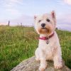 The 3 Best Kinds of Dog Collar