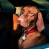 Helping Dog Car Sickness