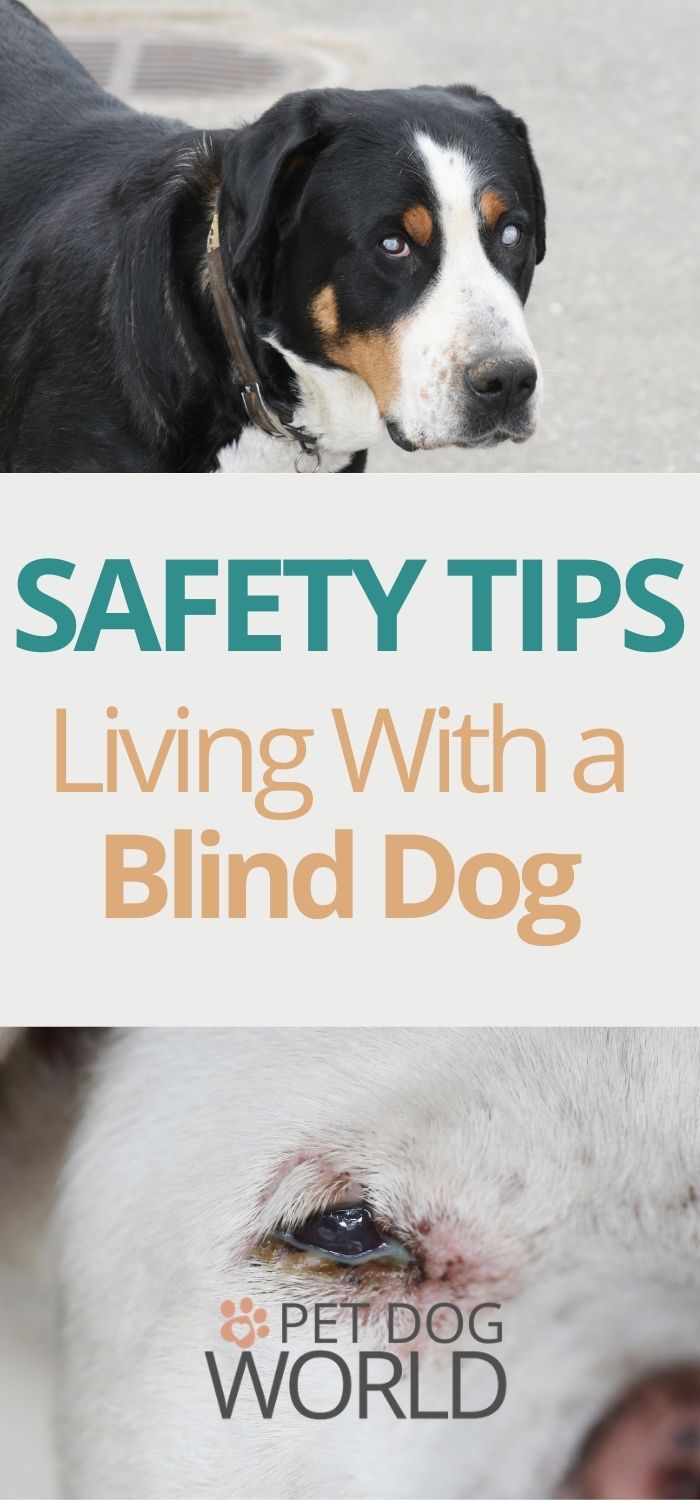 Safety Tips Living With a Blind Dog 