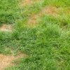 Will dog pee kill grass?
