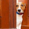 8 Ways to Know If Your Dog Is Stressed