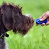 3 Basic Dog Training Problems and Their Solutions