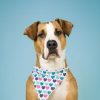 5 Fashionable Products To Give Your Dog A Style Makeover