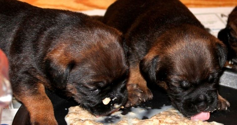 How To Wean Puppies