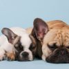 Why do French Bulldogs Snore?