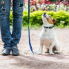 Correct Unwanted Behavior in Dogs