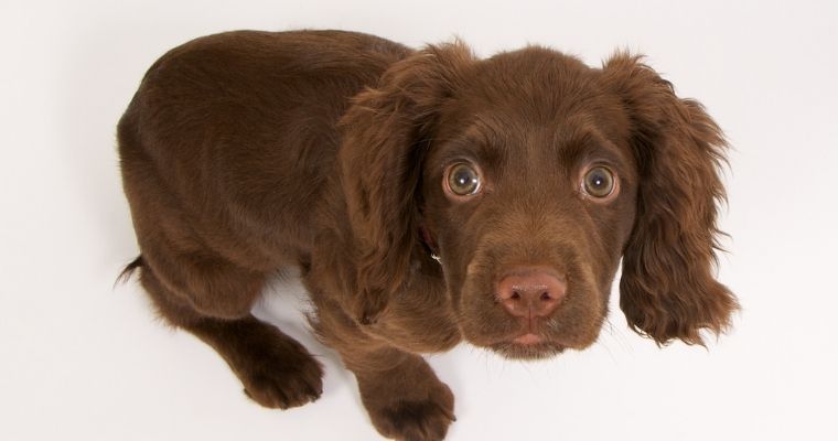 A Guide to Treating Dog Anxiety