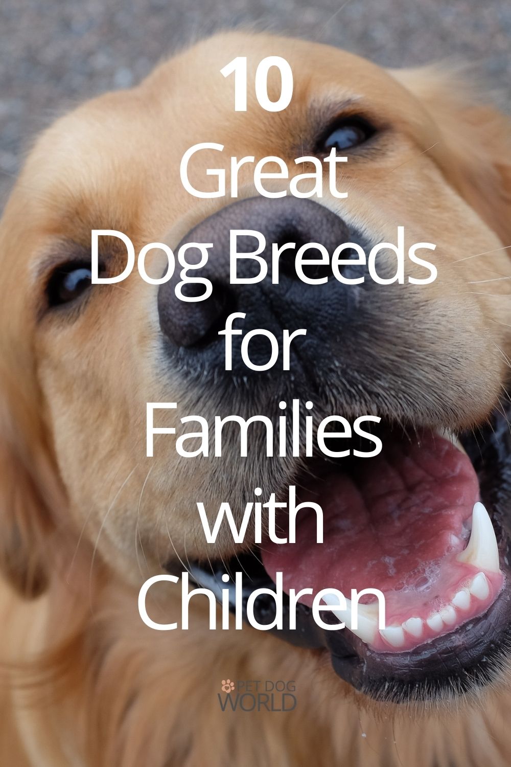 10 Great Dog Breeds for Families with Children