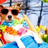 Jack Russell Terrier wearing sunglasses, sat in a deckchair
