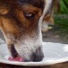 Dog drinking a small amount of milk