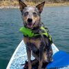 Dog wearing a life jacket
