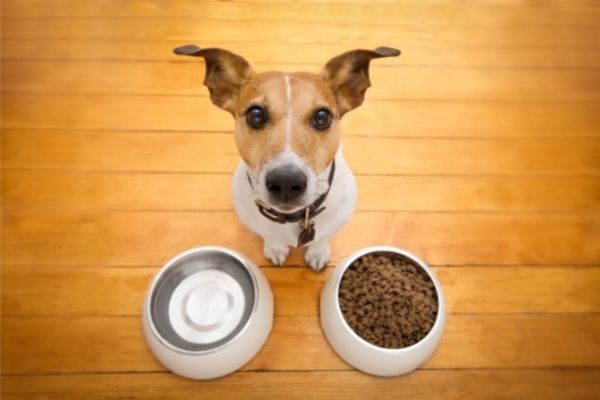 What Are The Best Bowls For Dogs?