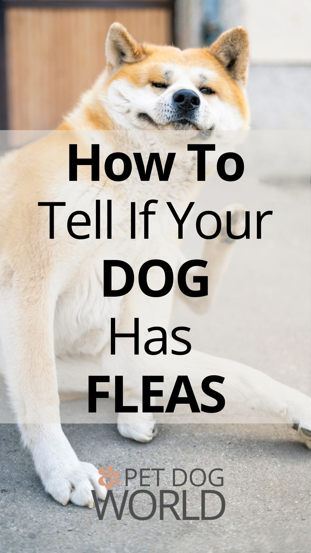 Fleas are prevalent and annoying parasites. They bite, and they spread quickly. Here's how to spot them on your dog.