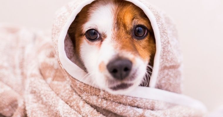 A dog wrapped up in a towel