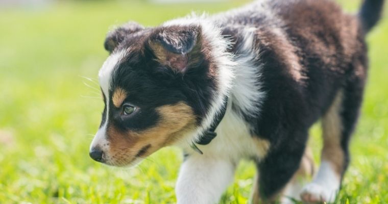 5 Easy To Train Dog Breeds
