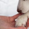 A man holding a dog's paw