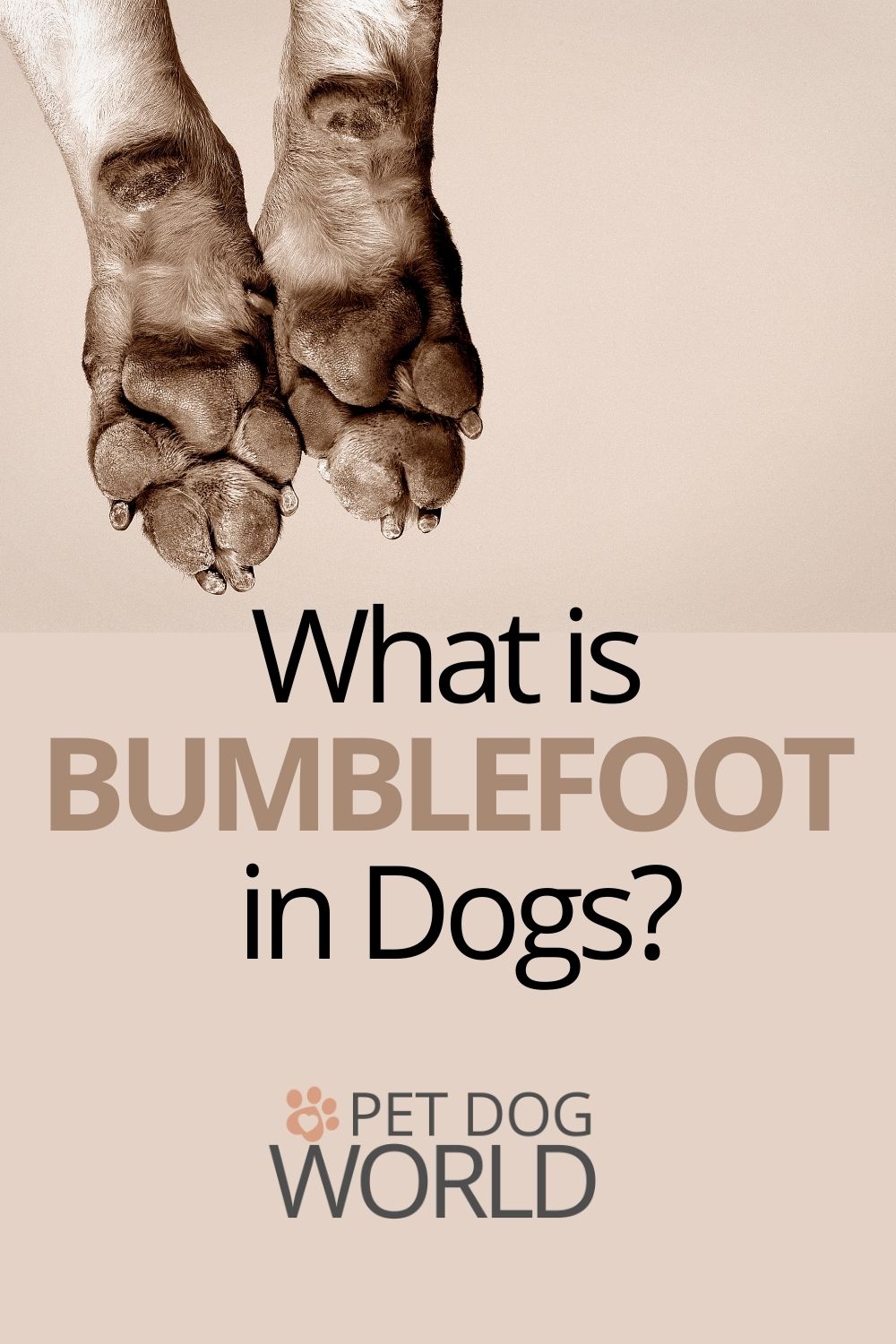 What is bumblefoot in dogs? 