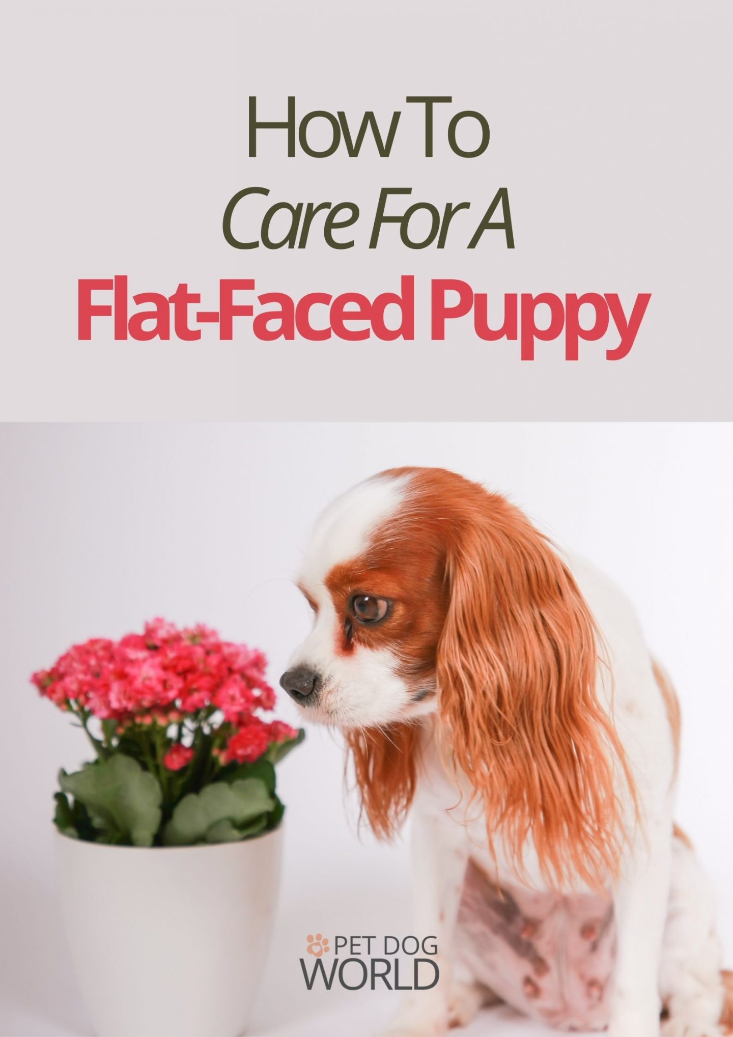 In this post, we’ll discuss three techniques for helping a flat-faced puppy flourish despite some of the challenges faced.