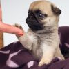 Pug puppy with its paw on a man's finger.