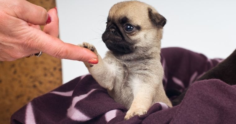 Pug puppy with its paw on a man's finger.