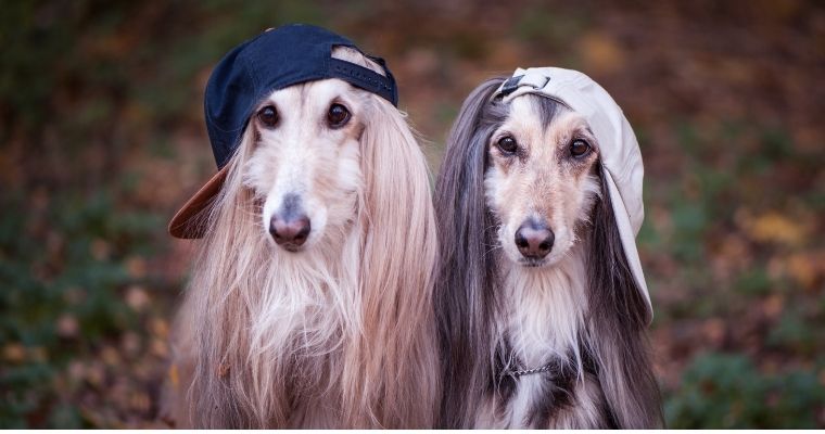 The Afghan Hound – An Overview