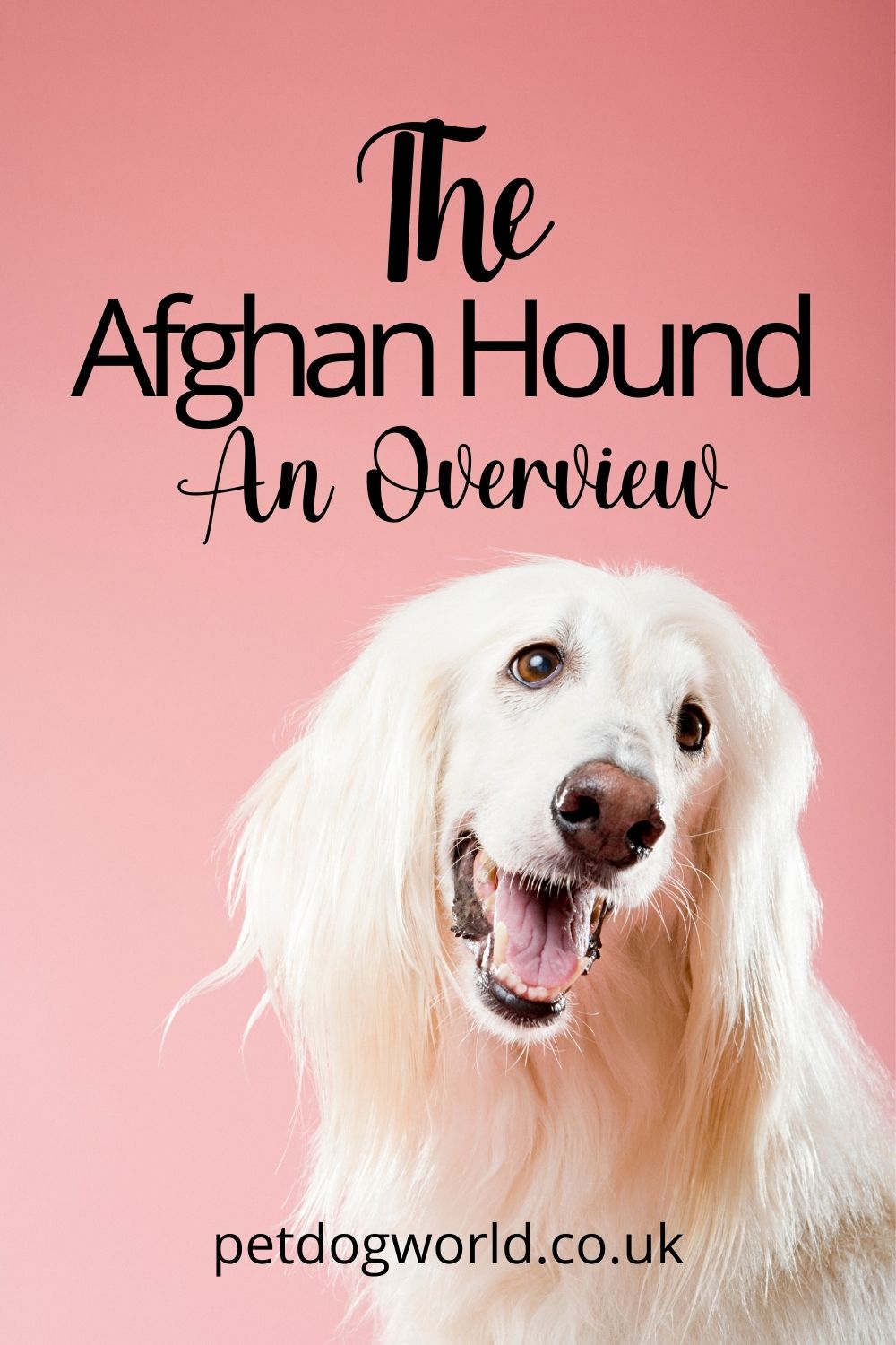 Let's take a look at the Afghan Hound to see if it's the perfect dog for you...