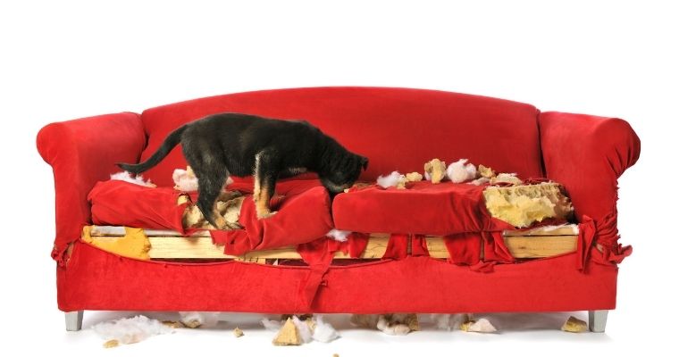What Causes Destructive Chewing In Dogs & How Do You Stop It?