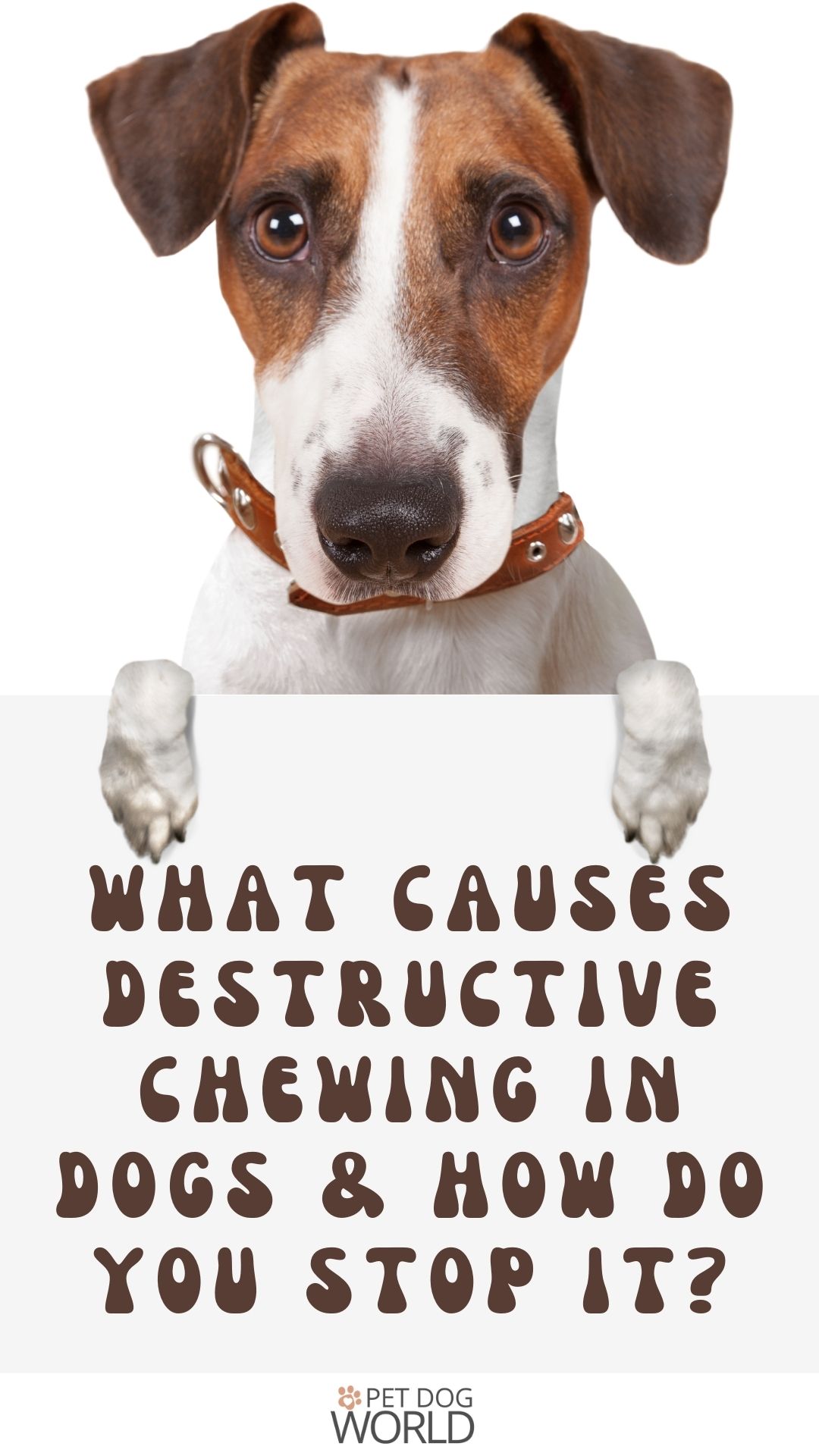 Destructive chewing in dogs often leads to extensive destruction of personal property when not corrected. Here's how to stop it.